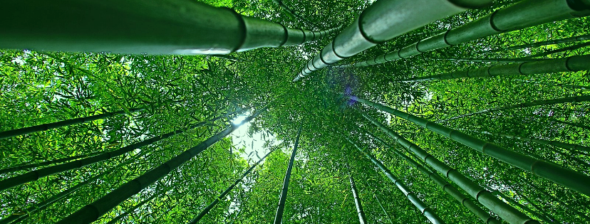 Fábula del Bambú